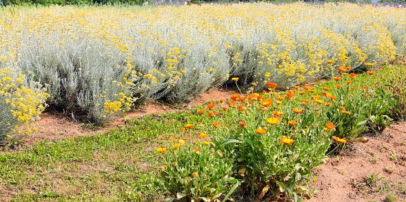 cultivation of helichrysum and marigold flowers for the production of medicines or aromatic plants