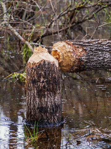 Beaver sit and gnawing tree