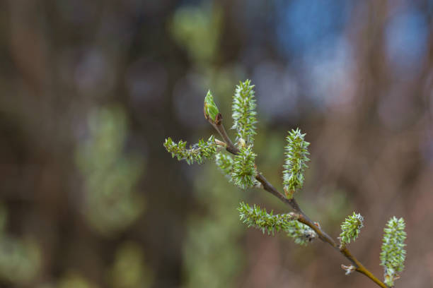 Buds begin to form bright green leaves as spring arrives.