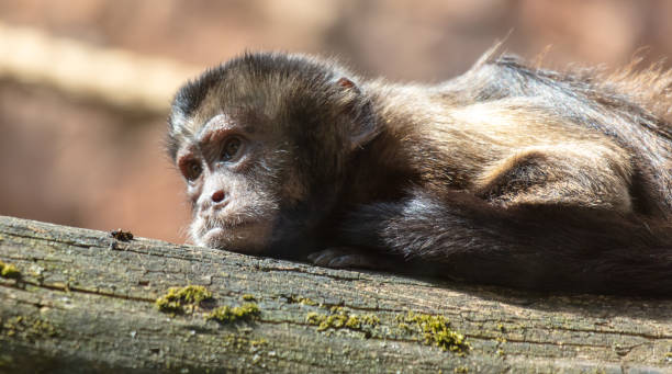istock Portrait of a monkey in the zoo 1950168396