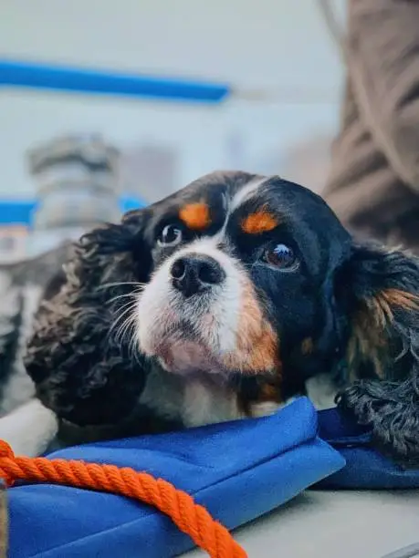 a dog laying on top of a boat