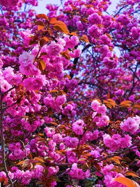 A tree with pink flowers in the background