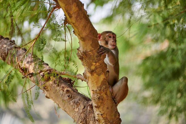 istock Cute little monkey sits on tree trunk in public indian park against green plants backdrop 1950172650