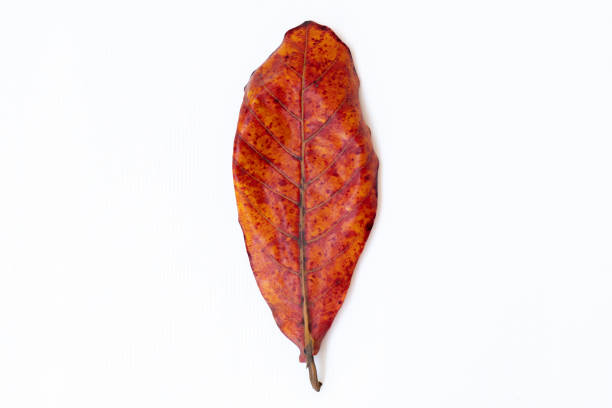 Autumn the leaf, Terminalia catappa, tropical almond on white background, colour of natural Autumn, spring season concept, dry leaves on white background.