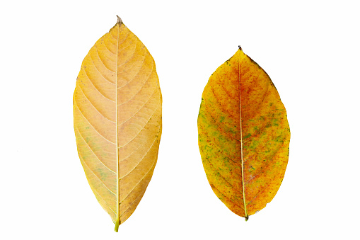Autumn leaves, colour of natural tree leaf, Natural tree leaf on Autumn season, spring season concept, Tree leaf isolated on white background.