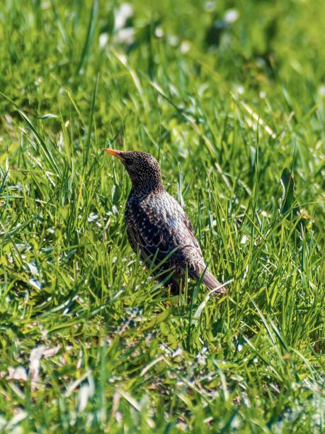 istock black bird - starling looking for worms in the grass 1950180577