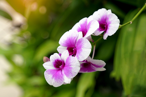 Close-up of a beautiful purple orchid flower bouquet on a tree. Soft and selective focus.