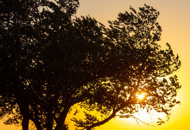 Silhouette of a tree at sunset.