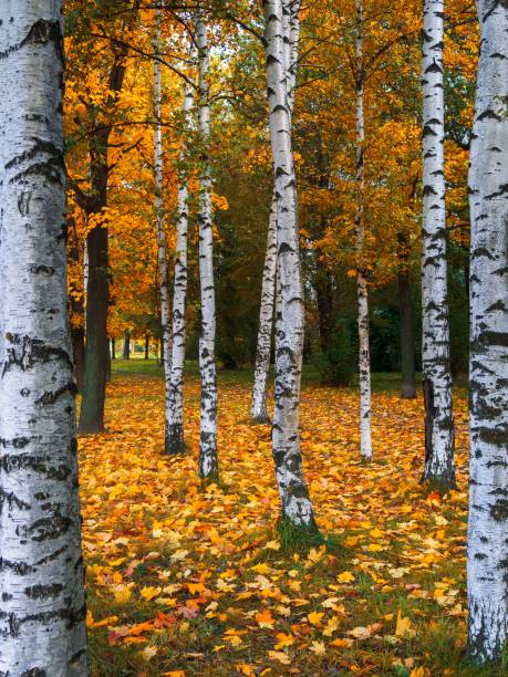 istock White fall birch trees with autumn leaves in background 1950204952