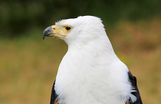 Closeup portrait of a harpy eagle