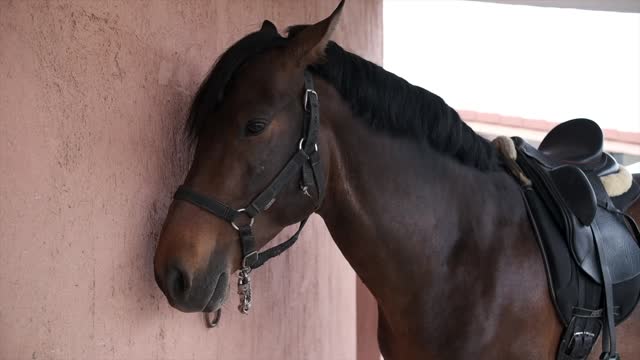 Headshot of a brown horse with a black mane wearing a bridle and saddle.