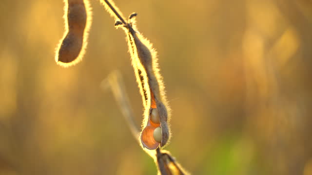 Ripe soybean pods close up. Mature soybean pods in the field. Harvesting legumes. 4k footage.
