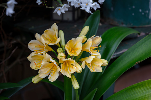 Photograph of a blossoming Yellow Clivia Kaffir Lily flower growing in a domestic garden in regional Australia