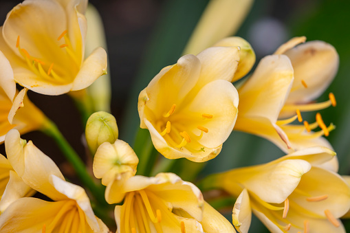 Yellow daffodil flowers