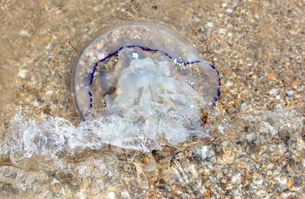 istock Jellyfish on the seashore. Close-up 1950224268