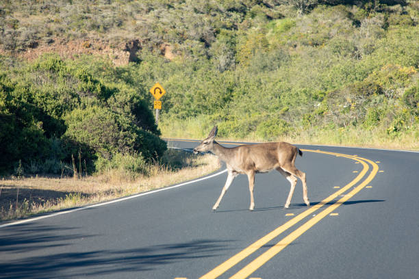 istock deer crossing a small road near San Francisco 1950229254