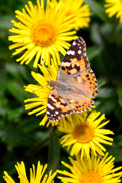istock Vanessa cardui resting on Pentanema hirtum 1950237621