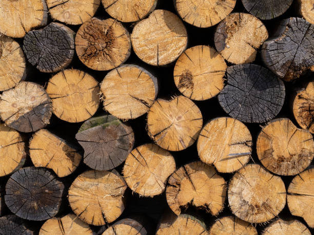 istock pile stacked natural sawn wooden logs background, top view 1950241794