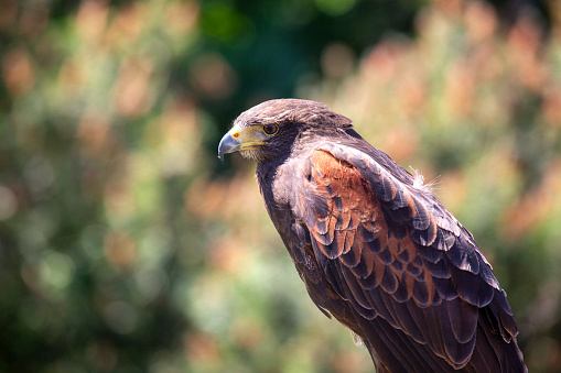 A majestic Harris's hawk (Parabuteo unicinctus) bird of prey