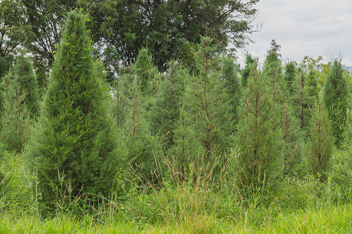 small pine seedlings planted in a forest for reforestation. Climate change and saving the planet