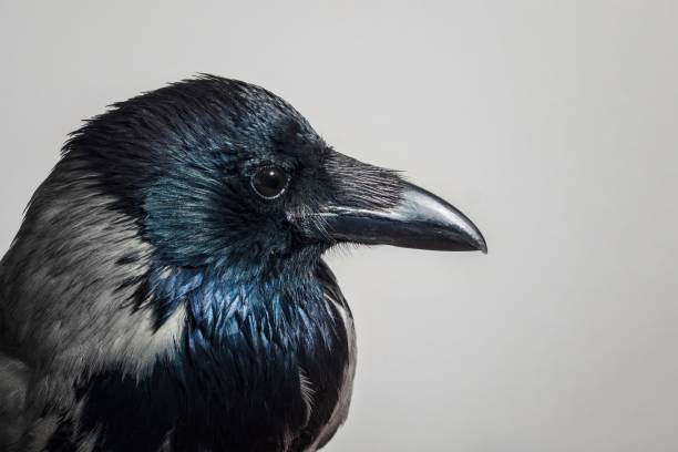 istock crow bird close up on gray 1950248260