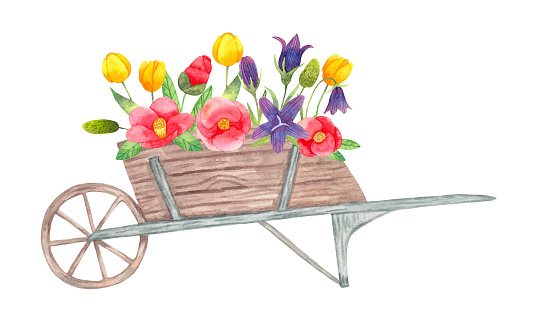 Wooden cart with flowers from the garden.Spring composition. Watercolor simple botanical illustration.Seasonal holiday decoration with tulips,camellia and bluebell.Hand drawn isolated art.