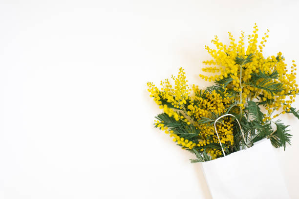 istock Beautiful flowers composition. Branches flowers mimosa on white background. Valentines Day, Easter, Birthday, Mother's day. Flat lay, top view, copy space 1950257775