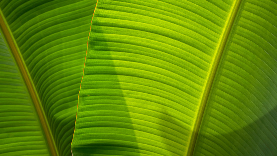 palm leaf background, full frame.