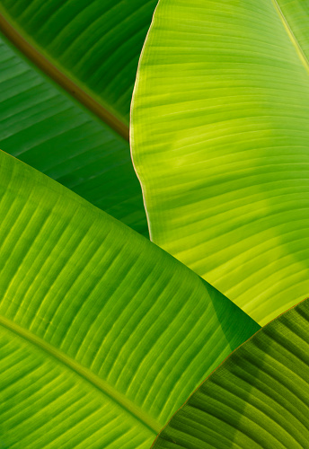 Sunlight on surface of beautiful green banana leaves in vertical frame, natural foliage background design concept