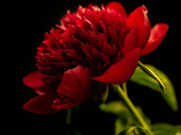 istock red peonies with water drops on a black background, closeup 1950282963