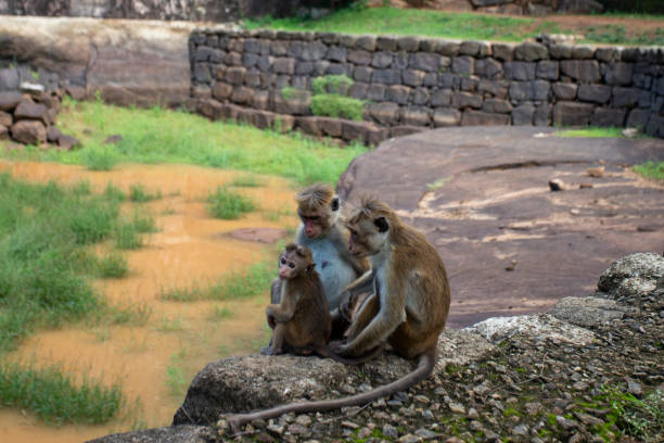 istock Primates perched on a rocky surface adjacent to a murky river and a stone wall 1950284014