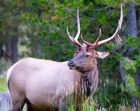 Rocky Mountain  elk shedding its antler velvet, , seen in the wild in Wyoming