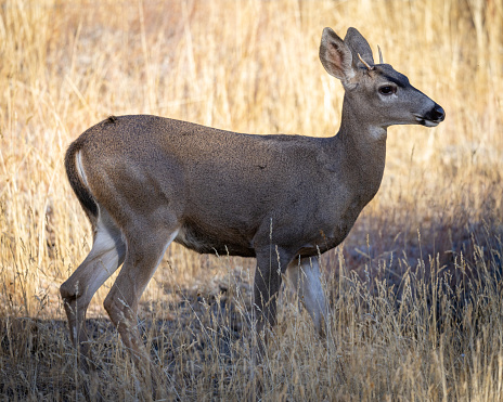Very young black-tailed deer with  small antlers, seen in the wild in North California