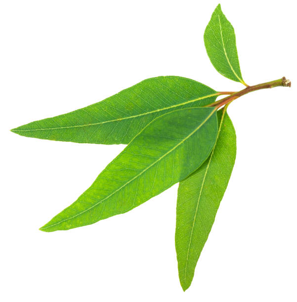 istock Fresh green Eucalyptus leaves isolated on white background. 1950290936