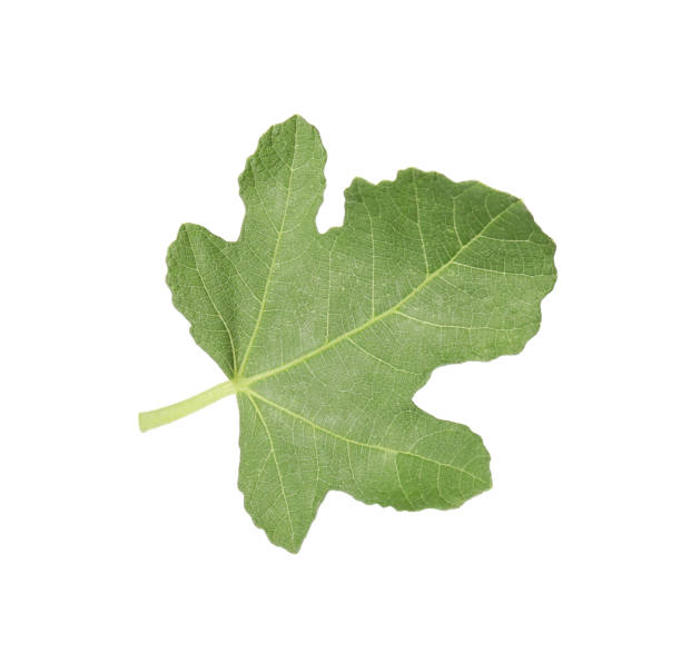 istock One green leaf of fig tree isolated on white 1950291462