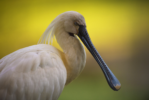 This stunning image showcases a magnificent white bird with an elongated body and a combination of long, white feathers
