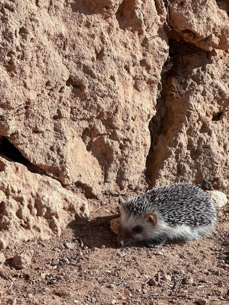 Background with lonely land hedgehog looking for food outdoors