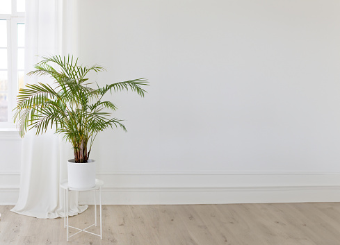 Potted green plant Kentia Palm Tree in light interior, copy space