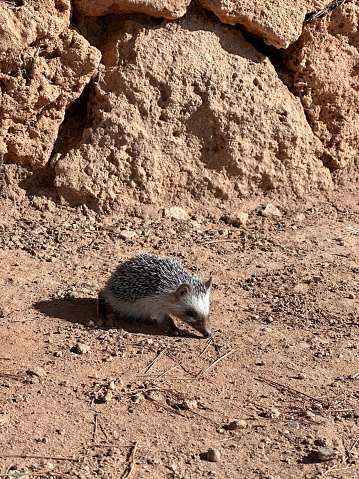 Background with lonely land hedgehog looking for food outdoors