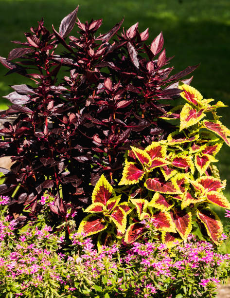 istock Composition of dark and light plants 1950318400