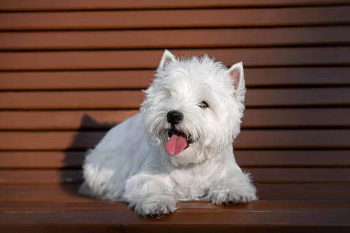 West highland white terrier dog lies on a brown bench