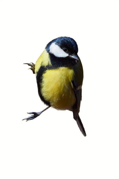 istock Great tit bird isolated on white background 1950333008