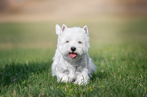 Purebred adult West Highland White Terrier dog run on grass in the garden on a sunny day.