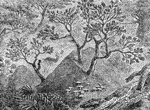 Termite insect (macrotermes) mounds in Africa. Vintage etching circa 19th century.