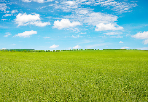 Summer Landscape