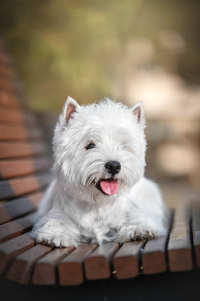 istock Portrait of a West highland whiteterrier dog 1950333565