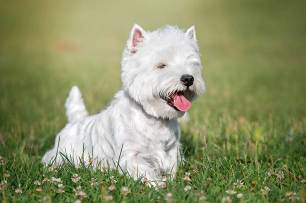 istock West highland white terrier in the green grass. 1950333566