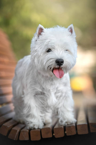 istock Portrait of a West highland whiteterrier dog 1950333579