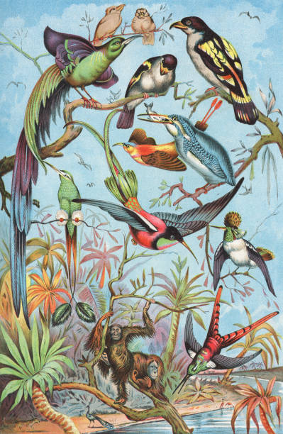 Large diverse group of various species of hummingbirds. Vintage etching circa 19th century.