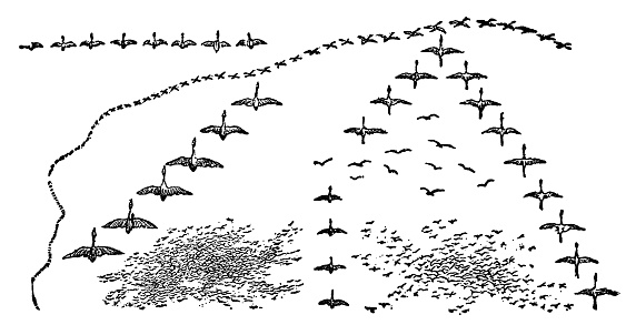 Various different patterns of flying formations of flocks of birds. Vintage etching circa 19th century.